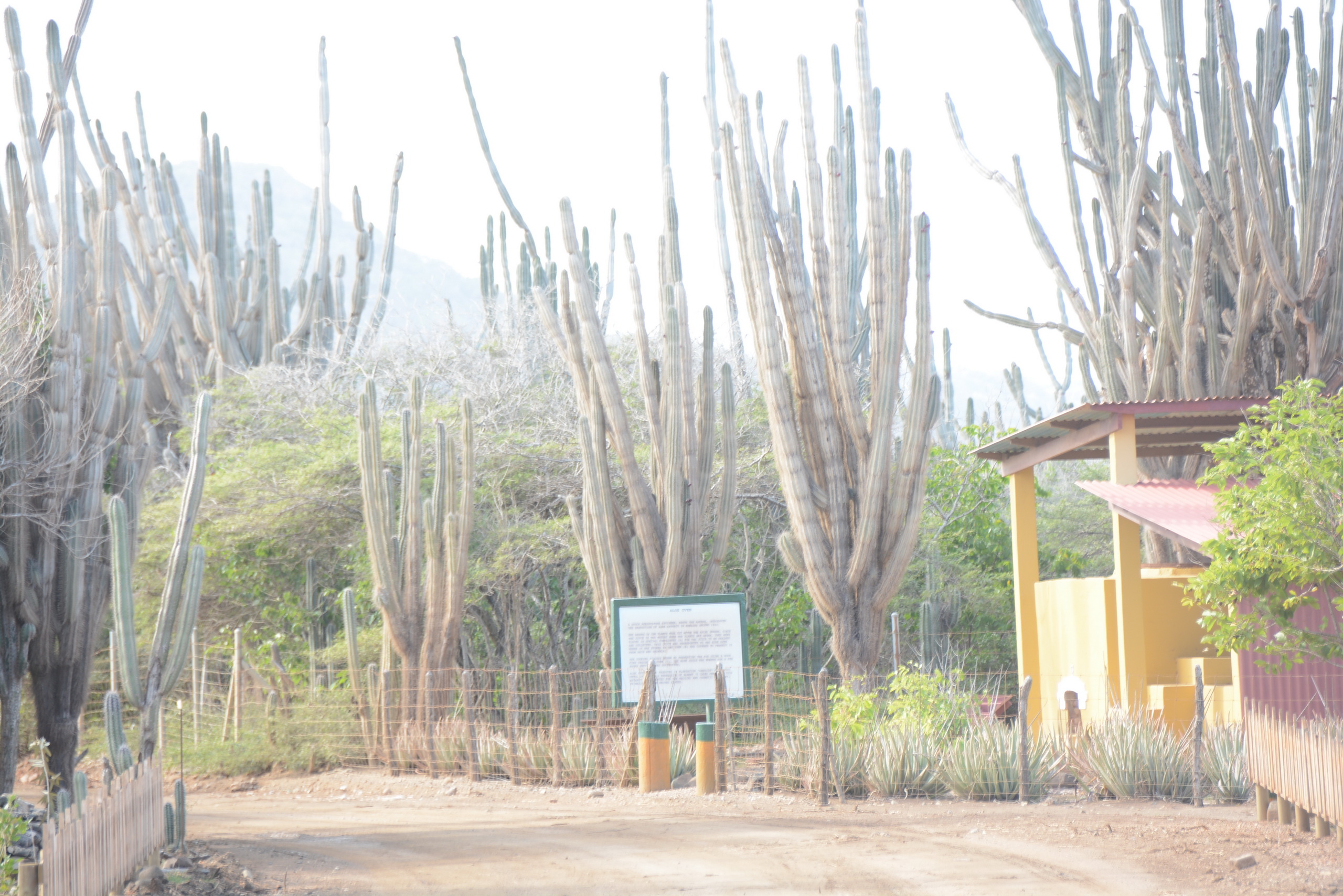 Overexposed photo of cactus at Washington Slagbaai National Park on Bonaire